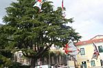 34 Sagra della Castagna San Cipriano Picentino