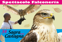 spettacolo falconeria 2011